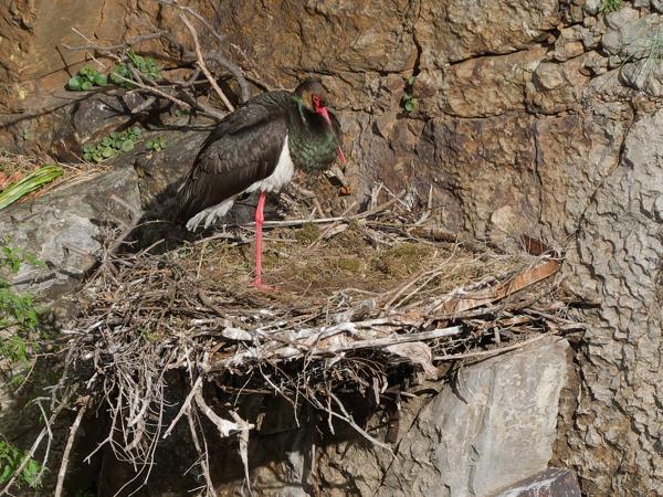 <h3><a href="/trips/extramadura/biota/animalia/chordata/aves/014 ciconiiformes/001 ciconiidae/ciconia nigra/ciconia nigra-nl.html">Ciconia&nbsp;nigra</a> / Black&nbsp;stork / Zwarte&nbsp;ooievaar</h3>OM-1 Mark II met OLYMPUS M.150-400mm F4.5 TC, 1/2000 sec  bij F5.6, ISO 800, afstand 161&nbsp;m
